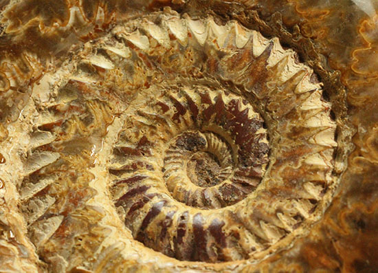 縫合線と肋(ろく)が共存している珍しいペリスフィンクテス(Perisphinctes sp.)の標本(その5)