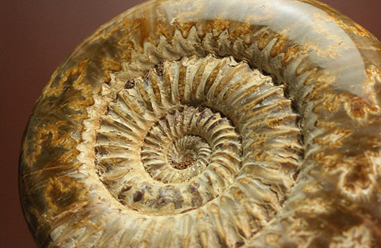縫合線と肋(ろく)が共存している珍しいペリスフィンクテス(Perisphinctes sp.)の標本(その6)