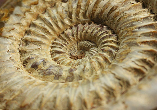 縫合線と肋(ろく)が共存している珍しいペリスフィンクテス(Perisphinctes sp.)の標本(その7)
