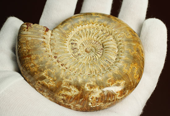 縫合線と肋(ろく)が共存している珍しいペリスフィンクテス(Perisphinctes sp.)の標本(その8)