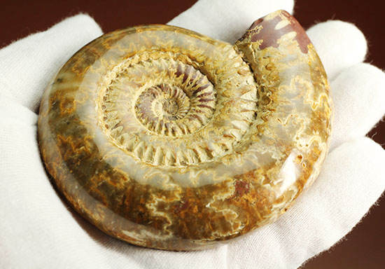 縫合線と肋(ろく)が共存している珍しいペリスフィンクテス(Perisphinctes sp.)の標本(その9)