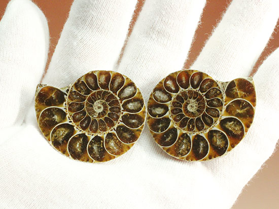 アンモナイトの構造が一目で分かる、美しいハーフカット標本