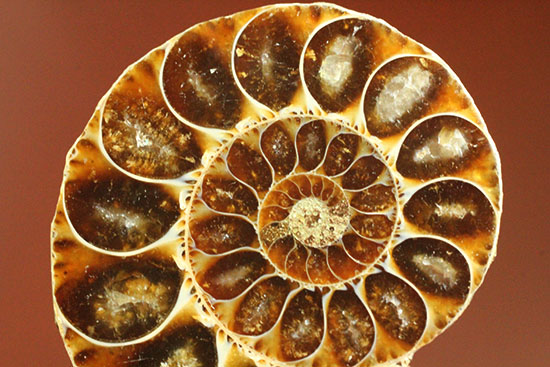 アンモナイトの構造が一目で分かる、美しいハーフカット標本