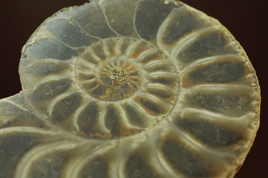 パイライトアンモナイト 標本ケース付き ライトボックス スピナー69 ブラック｜サムソナイト(Samsonite)公式