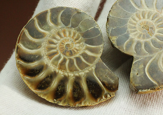 隔壁ラインのホワイトがクリアな、アンモナイトスライス標本(Ammonte