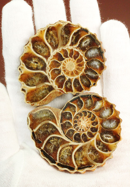 レースのような波打つ縁取りが保存！ハイセンスなアンモナイトスライス標本(Ammonite)（その1）