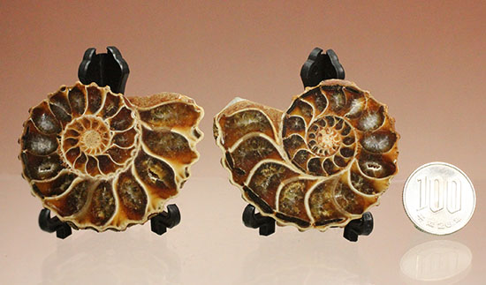 レースのような波打つ縁取りが保存！ハイセンスなアンモナイトスライス標本(Ammonite)（その20）