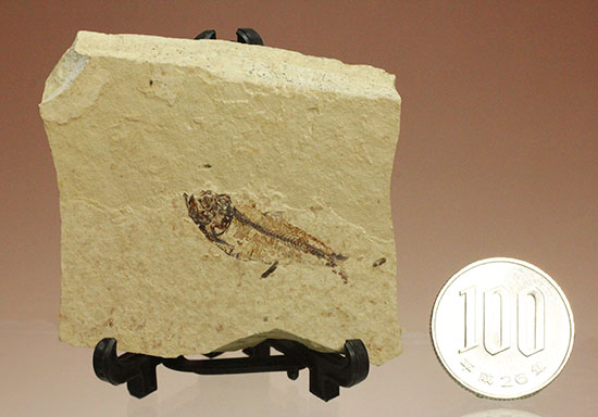 アメリカワイオミングの魚化石、ゴシウテクティス(Gosiutichthys)（その12）
