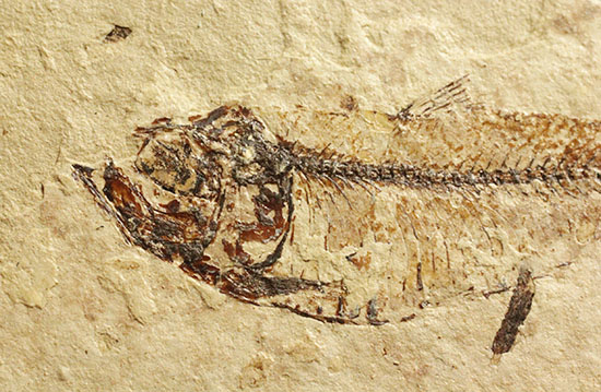 アメリカワイオミングの魚化石、ゴシウテクティス(Gosiutichthys)（その2）