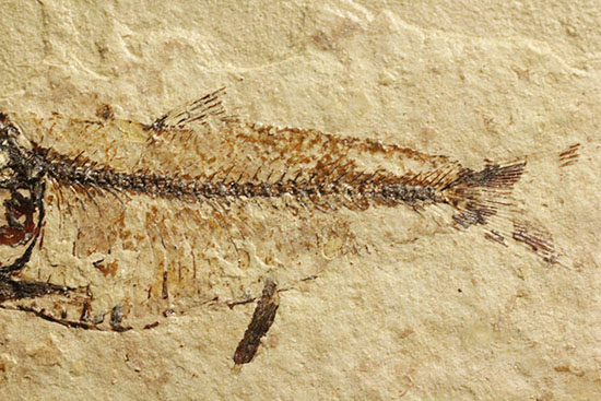 アメリカワイオミングの魚化石、ゴシウテクティス(Gosiutichthys)（その3）