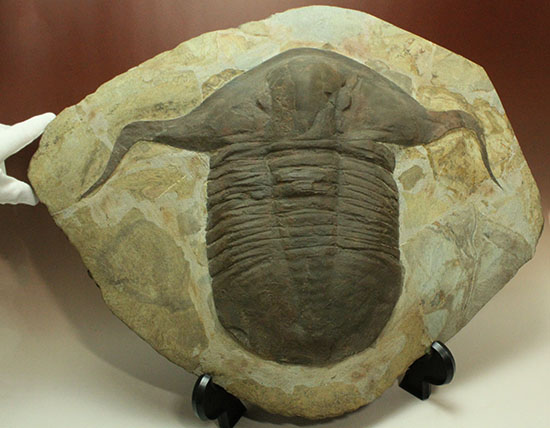 巨大三葉虫の化石 The Lost Universe 古代の巨大海洋節足動物③巨大三葉虫｜美原さつき
