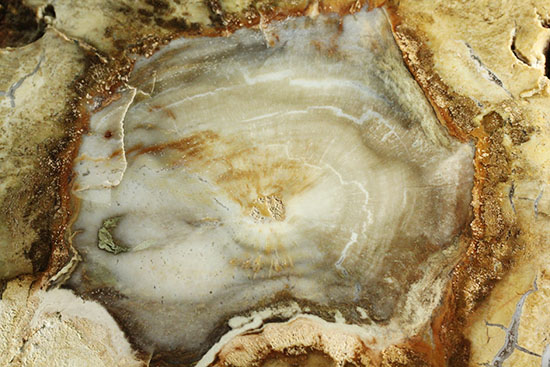 三畳紀、約2億年前の木化石です。マダガスカル産珪化木（けいかぼく）（その11）