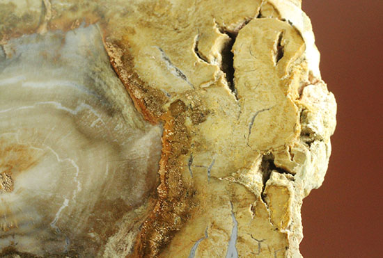 三畳紀、約2億年前の木化石です。マダガスカル産珪化木（けいかぼく）（その12）