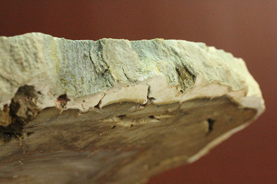 三畳紀、約2億年前の木化石です。マダガスカル産珪化木（けいかぼく）（その14）