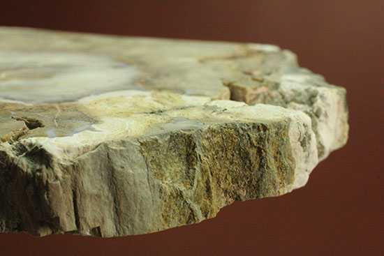 三畳紀、約2億年前の木化石です。マダガスカル産珪化木（けいかぼく）（その15）