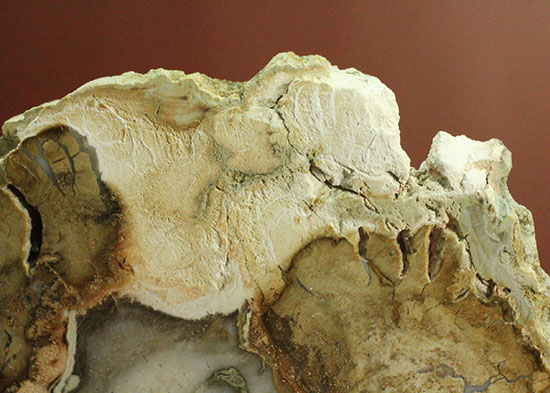 三畳紀、約2億年前の木化石です。マダガスカル産珪化木（けいかぼく）（その3）