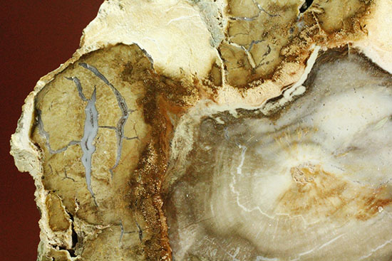 三畳紀、約2億年前の木化石です。マダガスカル産珪化木（けいかぼく）（その5）