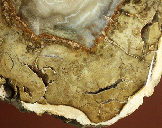 三畳紀、約2億年前の木化石です。マダガスカル産珪化木（けいかぼく）（その6）