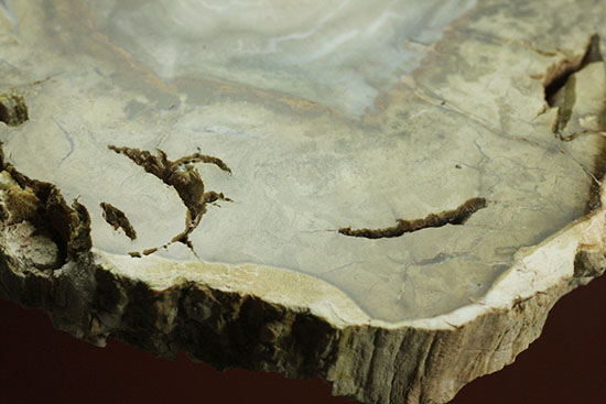 三畳紀、約2億年前の木化石です。マダガスカル産珪化木（けいかぼく）（その7）