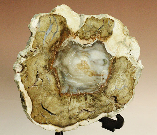 三畳紀、約2億年前の木化石です。マダガスカル産珪化木（けいかぼく）（その9）