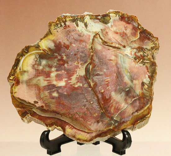 こんな配色誰が思いつく！？色香さえ感じさせる、これぞ木化石と言える