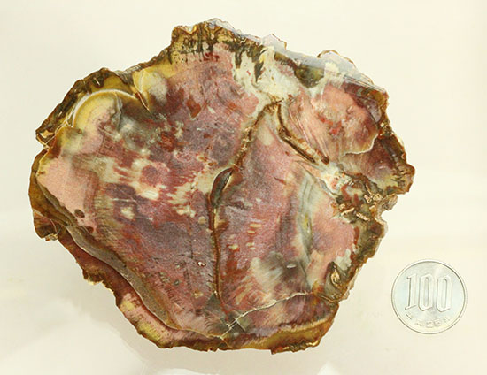 こんな配色誰が思いつく！？色香さえ感じさせる、これぞ木化石と言える