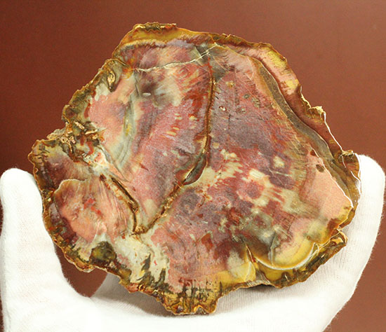 Amazon.co.jp: 木化石12kg 珪化木 碧玉 ジャスパー 原石 鑑賞石