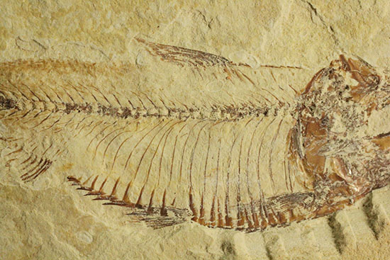 骨の1本1本が鮮明！約5000万年前のニシン科魚化石ゴシウテクティス(Gosiutichtys paevus)（その4）