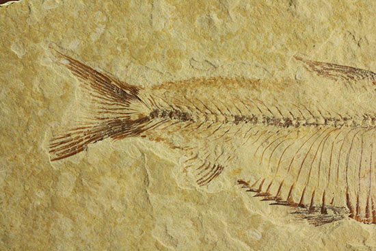 骨の1本1本が鮮明！約5000万年前のニシン科魚化石ゴシウテクティス(Gosiutichtys paevus)（その5）