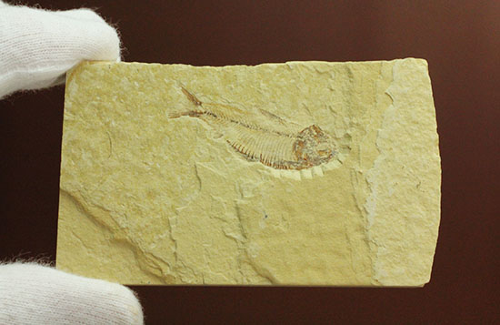 骨の1本1本が鮮明！約5000万年前のニシン科魚化石ゴシウテクティス(Gosiutichtys paevus)（その8）