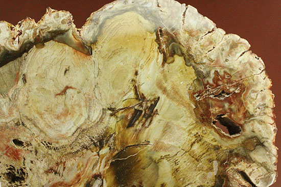 迫力の２０ｃｍ、木目も観察できる美しい木の化石、珪化木（けいかぼく）（その13）
