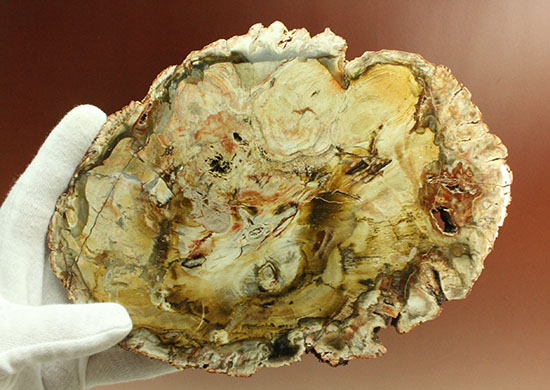 迫力の20cm、木目も観察できる美しい木の化石、珪化木(けいかぼく)(その15)