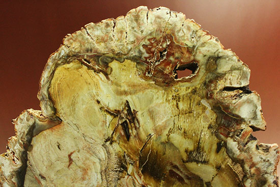 迫力の２０ｃｍ、木目も観察できる美しい木の化石、珪化木（けいかぼく）（その3）