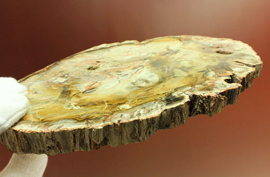 迫力の２０ｃｍ、木目も観察できる美しい木の化石、珪化木（けいかぼく）（その7）