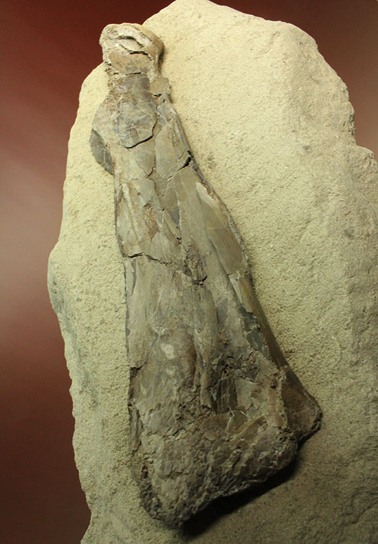 フライングモンスター、空飛ぶ爬虫類、プテラノドン(Pteranodon sp.)の前腕部の化石(その1)
