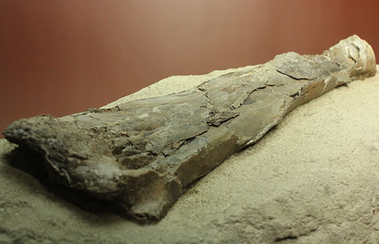 フライングモンスター、空飛ぶ爬虫類、プテラノドン（Pteranodon sp.）の前腕部の化石（その11）