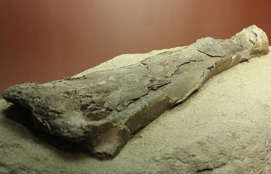 フライングモンスター、空飛ぶ爬虫類、プテラノドン(Pteranodon sp.)の前腕部の化石(その11)