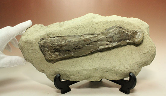 フライングモンスター、空飛ぶ爬虫類、プテラノドン(Pteranodon sp.)の前腕部の化石(その12)