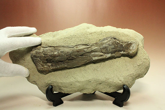 フライングモンスター、空飛ぶ爬虫類、プテラノドン（Pteranodon sp.）の前腕部の化石（その13）