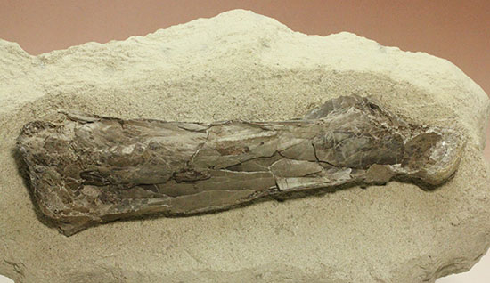 フライングモンスター、空飛ぶ爬虫類、プテラノドン(Pteranodon sp.)の前腕部の化石(その14)