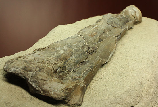 フライングモンスター、空飛ぶ爬虫類、プテラノドン（Pteranodon sp.）の前腕部の化石（その15）