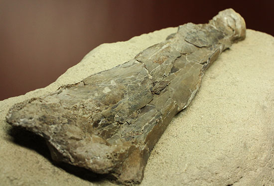 フライングモンスター、空飛ぶ爬虫類、プテラノドン(Pteranodon sp.)の前腕部の化石(その15)