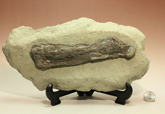 フライングモンスター、空飛ぶ爬虫類、プテラノドン（Pteranodon sp.）の前腕部の化石（その16）
