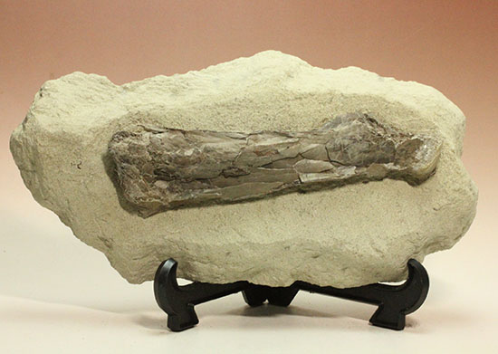 フライングモンスター、空飛ぶ爬虫類、プテラノドン（Pteranodon sp.）の前腕部の化石（その2）