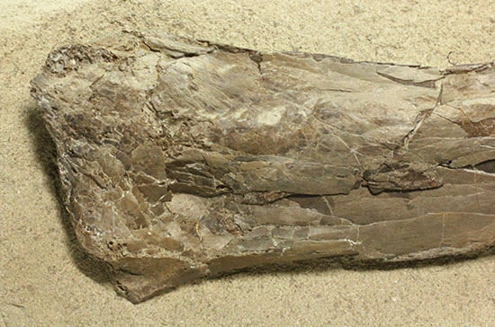 フライングモンスター、空飛ぶ爬虫類、プテラノドン(Pteranodon sp.)の前腕部の化石(その3)