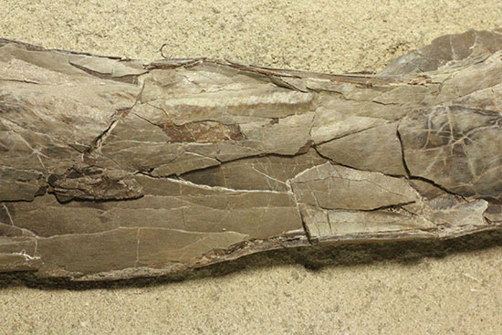フライングモンスター、空飛ぶ爬虫類、プテラノドン（Pteranodon sp.）の前腕部の化石（その4）
