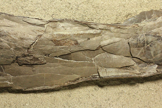 フライングモンスター、空飛ぶ爬虫類、プテラノドン(Pteranodon sp.)の前腕部の化石(その4)