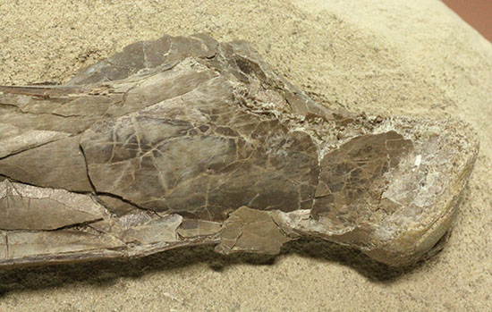 フライングモンスター、空飛ぶ爬虫類、プテラノドン（Pteranodon sp.）の前腕部の化石（その5）