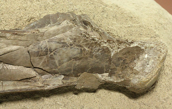 フライングモンスター、空飛ぶ爬虫類、プテラノドン(Pteranodon sp.)の前腕部の化石(その5)