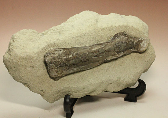 フライングモンスター、空飛ぶ爬虫類、プテラノドン（Pteranodon sp.）の前腕部の化石（その6）